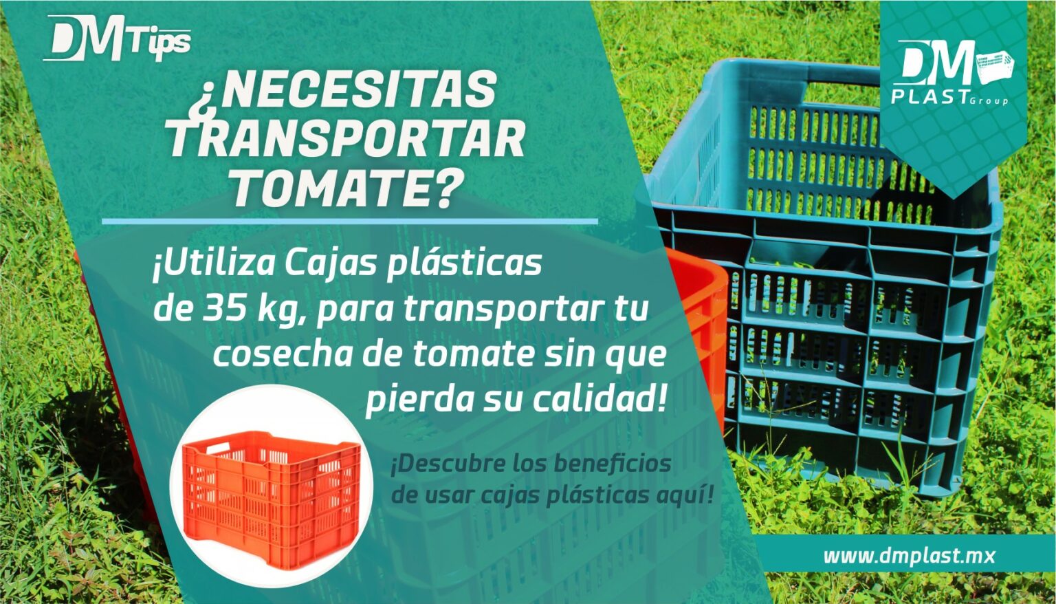Caja para jitomate archivos - DM Plast