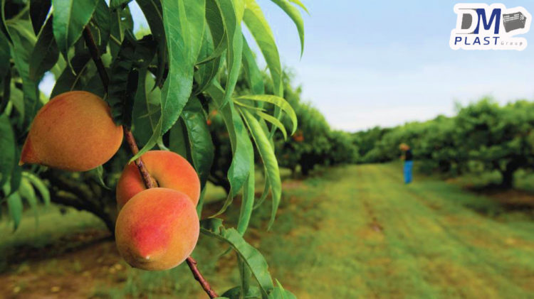 Producción De Durazno En México - DM Plast